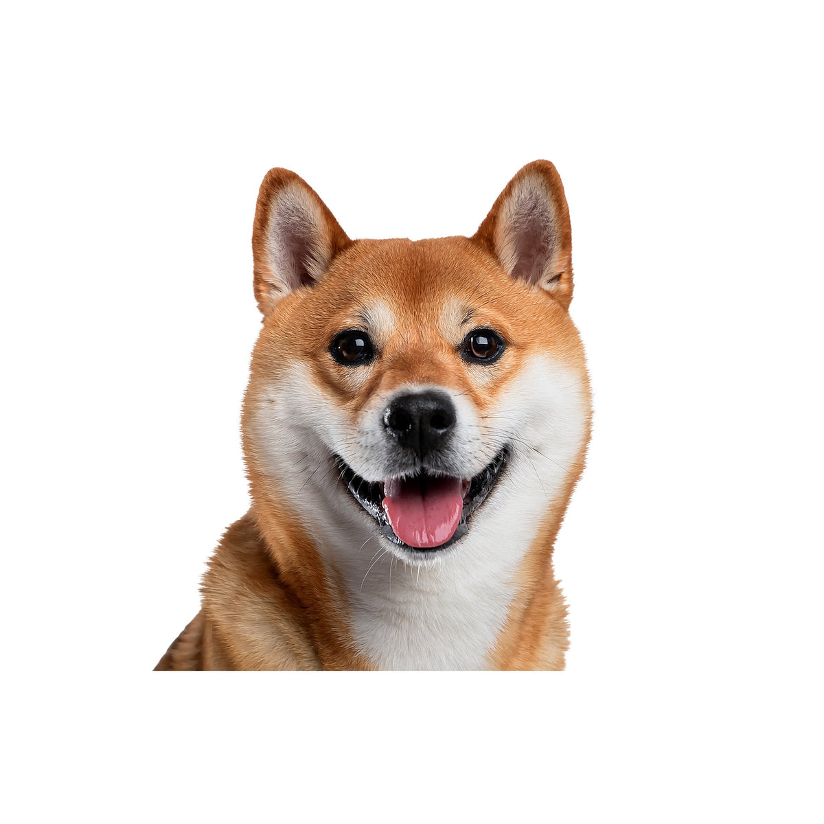SHIBA（柴）Series | 調光サングラス